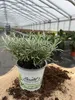 Enseleits Currykraut Pflanze, Helichrysum angustifolia Produktbild-Vorschau 2