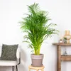 Bloomique - Dypsis Lutescens - Złota palma - Areca - Palma Podgląd zdjęcia produktu 4