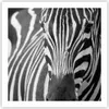 Poster - Poster ohne Rahmen - Tiere Zebra gestreift - 60x60 Produktbild-Vorschau 1
