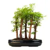 Las bonsai Metasequoia P25 Podgląd zdjęcia produktu 1