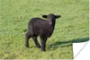 MuchoWow® Poster Schaf - Lamm - Schwarz - Gras 90x60 cm - Produktbild-Vorschau 2