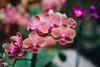 Orchidea Tekuté Hnojivo 3x1 L – 3-4-3 NPK – Pro Orchidey – Náhled obrázku produktu 8