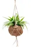 Kokodama Chlorophytum comosum (L) Produktbild-Vorschau 1
