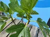 A close-up of a fig tree branch with leaves and small figs, set against a blue background and wooden planks. Produktbild-Vorschau