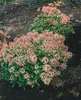 Skimmia japonica 'Rubella', immergrün, rote Knospen, 25–30 Produktbild-Vorschau 13