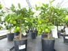 echte Caipi Limette Caipirinha Limettenbaum Citrus Lime 70 Produktbild-Vorschau 2