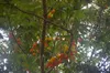 Castagno australiano (Castanospermum australe)  - 1 seme Anteprima dell’immagine prodotto 3