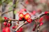 Chaenomeles japonica, Zierquitte, 40–60 cm, leuchtend rot Produktbild-Vorschau 5