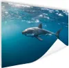 MuchoWow® Poster Hai an der Oberfläche 120x80 cm - Bilder Produktbild-Vorschau 1