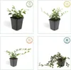 Plants by Frank | 48 Zwergmispel Pflanzen | Cotoneaster Produktbild-Vorschau 6