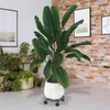 XINZI, lot de 2 chariots à plantes, rouleaux métalliques, Voir les images du produit 8