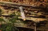 Doppler Nature Mini parasol kieszonkowy 25 cm Podgląd zdjęcia produktu 18