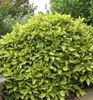 Japanische Aukube ´VARIEGATA´ 15-20 cm, Cont. 2,5 l Produktbild-Vorschau 1
