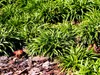 Stauden Gänge 1 x Luzula pilosa 'Igel' im 1 Liter Topf - Produktbild-Vorschau 5