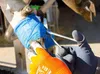 Kerbl Rollwatte Rollino 10cm / 3m 8 Stück im Klinikpack Produktbild-Vorschau 5