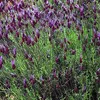 6 x Lavanda in vaso - Lavandula stoechas 'Pedunculata' | Anteprima dell’immagine prodotto 2