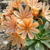 6x Lewisia cotyledon Elise P9H20 Produktbild-Vorschau 4