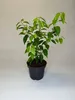 40 Stück, 20-30cm, Topf 1,3L, Portugiesischer Kirschlorbeer Produktbild-Vorschau 2