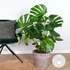 Bloomique - Monstera Deliciosa - Monstera - Plantes Voir les images du produit 2