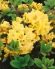 Rhododendron yak. 'Millenium Gold', gelb, 25–30 cm Produktbild-Vorschau 7