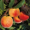 Dixired - Pfirsich Buschbaum Produktbild-Vorschau 2