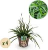 GreenboutiQ - Ziergräser - Carex morrowii Irish Green - Produktbild-Vorschau 2
