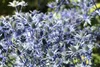 Eryngium planum, żwirek płaskolistny, stalowoniebieski, Podgląd zdjęcia produktu 7