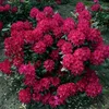 Rhododendron Hybr. 30-40 cm Alpenrose Frühlingsblüher Produktbild-Vorschau 3
