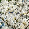 A close-up view of white magnolia flowers on branches. Produktbild-Vorschau