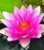 BALDUR Garten 1x Seerose (Nymphaea) 'Pink', Knolle in Größe Produktbild-Vorschau 1
