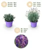 Lavendel Lavandula angustifolia Munstead winterhart lila 3 Produktbild-Vorschau 5
