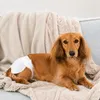 Couches pour chiennes Voir les images du produit 12