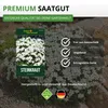 Steinkraut Duftsteinrich Schneedecke Samen - Lobularia Produktbild-Vorschau 8