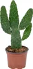 Bloomique - Opuntia Rubescens - Road Kill Cactus - Roślina Podgląd zdjęcia produktu 1