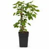 Witte frambozenstruik 'Witte Hollander', 30–35 cm – *Ribes Productafbeelding-voorbeeld 4