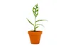 Gardners Monstera obliqua Peru, průměr 12 cm Náhled obrázku produktu 2