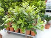 Erdbeerbaum | 120 cm | Arbutus unedo | veredelt |  | Produktbild-Vorschau 5