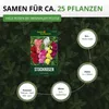 Stockrosen Prachtmischung Samen - Alcea rosea - Rosensamen Produktbild-Vorschau 3
