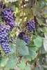 Winorośl Cascade 2L Podgląd zdjęcia produktu 6