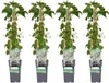 Hortensja pnaca (Hydrangea petiolaris) - roslina pnaca, Podgląd zdjęcia produktu 2