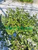 Fingerlime-plant, rode variant (potmaat 20) Productafbeelding-voorbeeld 2