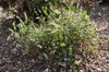 Spiraea thunbergii - Brautspiere  40- 60 cm - Container Produktbild-Vorschau 2