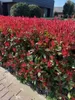 Green boutiQ - Plantes de haie - Photinia fraseri Carre Voir les images du produit 4