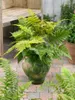 Dryopteris erythrosora, Herbstfarn, bronzefarben, ca. 9x9 Produktbild-Vorschau 2
