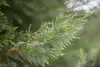 Cupressocyparis leylandii, Leyland-Zypresse, immergrün, Produktbild-Vorschau 4