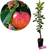 Malus domestica 'Gala', jabloň, 1,5 l kvetináč Náhľad obrázku produktu 1