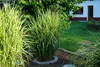 Stauden Gänge 1 x Miscanthus sinensis 'Zebrinus' im 1 Liter Produktbild-Vorschau 2