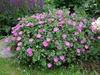 Stauden Gänge 3 x Geranium sanguineum 'Max Frei' - Blut Produktbild-Vorschau 1