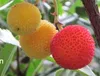 Arbutus unedo – Erdbeerbaum als dekoratives Stämmchen - Produktbild-Vorschau 3