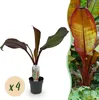 GreenboutiQ - Obstpflanze - Bananenpflanze - Ensete Produktbild-Vorschau 1